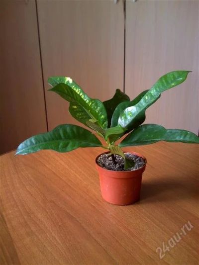 Лот: 2838122. Фото: 1. Кротон. Горшечные растения и комнатные цветы