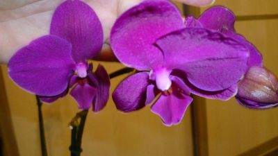 Лот: 3537690. Фото: 1. орхидея фаленопсис № 3( темно-филетовая... Горшечные растения и комнатные цветы