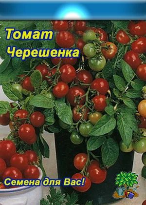 Лот: 7166056. Фото: 1. Рассада Томата Черешенка для выращивания... Овощи