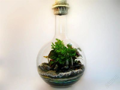 Лот: 932624. Фото: 1. Флорариум ( Сад за стеклом ). Горшечные растения и комнатные цветы