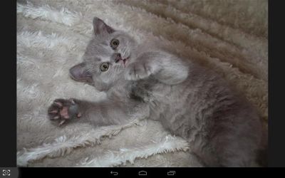 Лот: 6054035. Фото: 1. Британка. Кошки, котята
