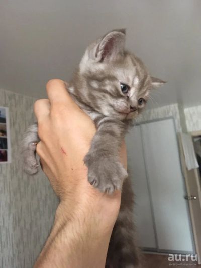 Лот: 14086356. Фото: 1. Шотландский котёнок. Кошки, котята