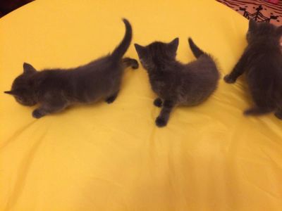 Лот: 10788789. Фото: 1. Британские котята,британцы. Кошки, котята