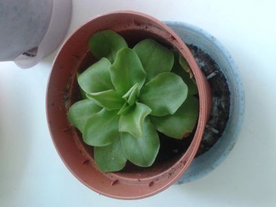 Лот: 1860483. Фото: 1. Насекомоядное жирянка Pinguicula... Горшечные растения и комнатные цветы