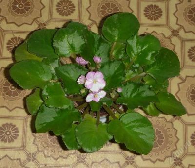 Лот: 2788413. Фото: 1. Фиалка Розово-белая (лист). Горшечные растения и комнатные цветы