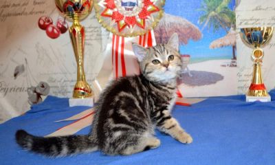 Лот: 7462055. Фото: 1. "Хорсика с берегов Енисея". Кошки, котята