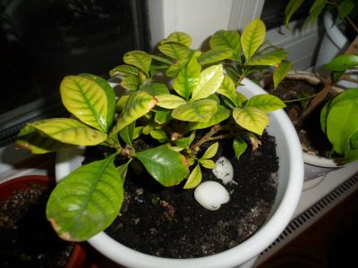 Лот: 5422479. Фото: 1. гардения (жасмин). Горшечные растения и комнатные цветы