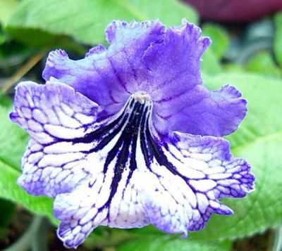 Лот: 3881655. Фото: 1. Стрептокарпус Streptocarpus Modry... Горшечные растения и комнатные цветы