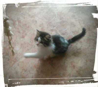 Лот: 10035675. Фото: 1. Отдам котенка. Кошки, котята