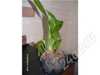 Лот: 340298. Фото: 1. Орхидея Онцидиум 3. Горшечные растения и комнатные цветы