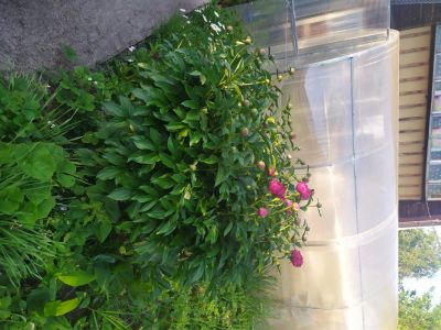 Лот: 9856151. Фото: 1. цветы пионы бардовые садовые. Свежие цветы