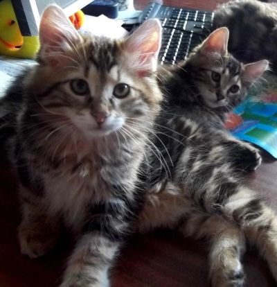 Лот: 7703463. Фото: 1. Продам чудесных котят. Курильский... Кошки, котята