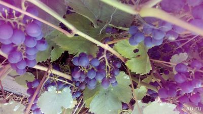 Лот: 13780498. Фото: 1. Саженцы зимостойкого винограда. Ягоды