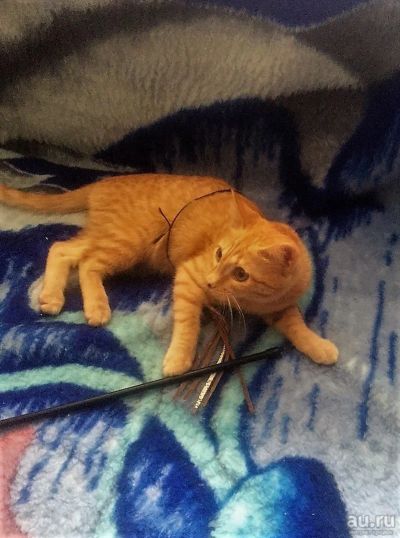 Лот: 13309391. Фото: 1. Кошечка в добрые ручки. Кошки, котята