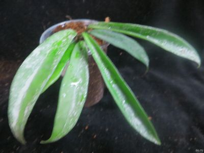 Лот: 13617273. Фото: 1. Хойя. Hoya cv. minibelle splash. Горшечные растения и комнатные цветы