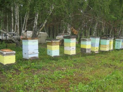 Лот: 3176980. Фото: 1. Мёд. г. Железногорск. Мёд, продукты пчеловодства