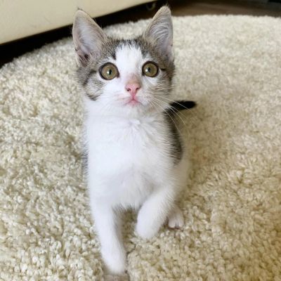 Лот: 16283939. Фото: 1. Котёнок ищет. Кошки, котята