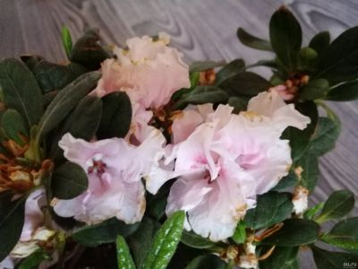 Лот: 13600347. Фото: 1. Азалия нежно-розовая. Горшечные растения и комнатные цветы