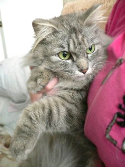 Лот: 11085345. Фото: 1. Кошечка 6мес.стерилизована пушистая... Кошки, котята