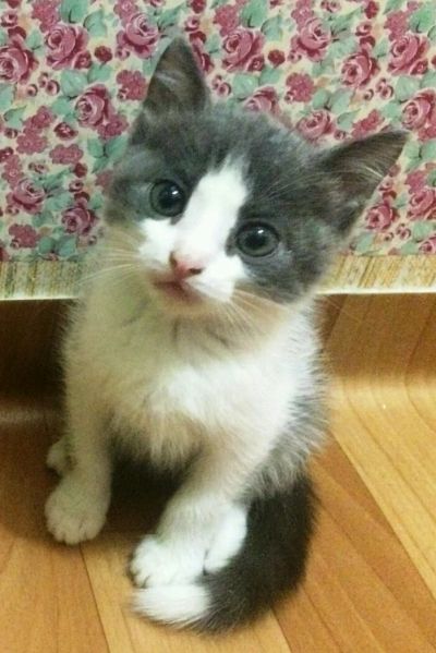 Лот: 8834109. Фото: 1. Отдам котенка в хорошие руки. Кошки, котята