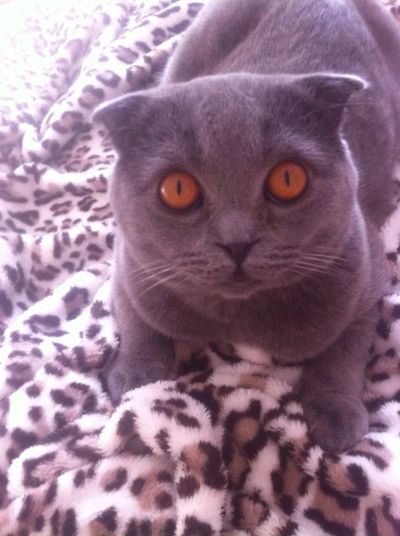 Лот: 4476500. Фото: 1. Шотландский вислоухий ищет британку... Кошки, котята