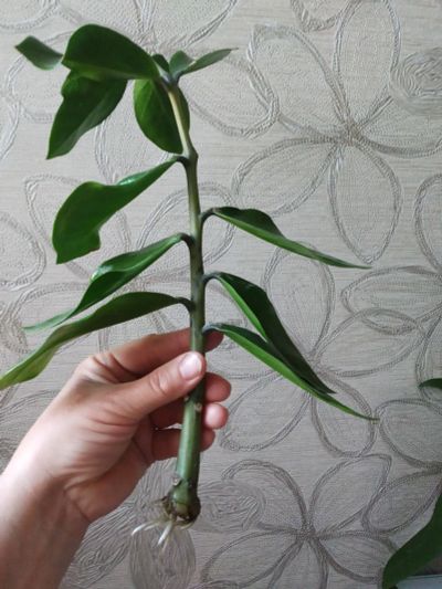 Лот: 19160011. Фото: 1. Замиокулькас (черенок с корнями... Горшечные растения и комнатные цветы