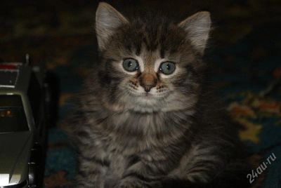 Лот: 804590. Фото: 1. Котята красивые. Остальные животные