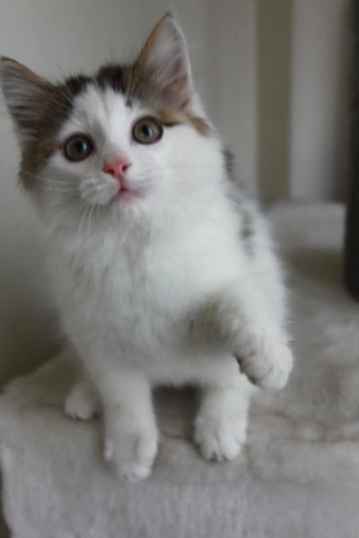 Лот: 9473632. Фото: 1. Котенок в добрые руки. Кошки, котята