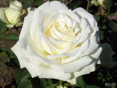 Лот: 13232656. Фото: 1. Роза Аваланш. Садовые цветы