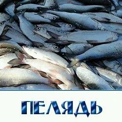 Лот: 12636149. Фото: 1. Рыба Пелядь «Сибирский ОмУлЬ». Икра, рыба, морепродукты