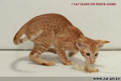 Лот: 4444066. Фото: 1. Рыжий мальчик ориентала. Кошки, котята
