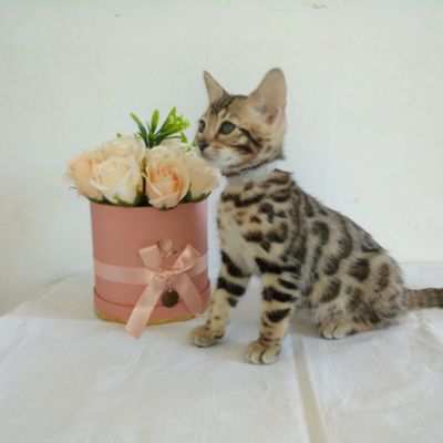 Лот: 15788741. Фото: 1. бенгальский котенок CASSY. Кошки, котята