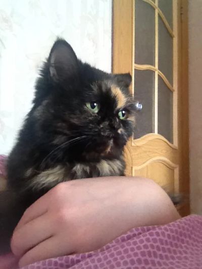 Лот: 7833303. Фото: 1. Приглашаем на вязки (кошка). Кошки, котята