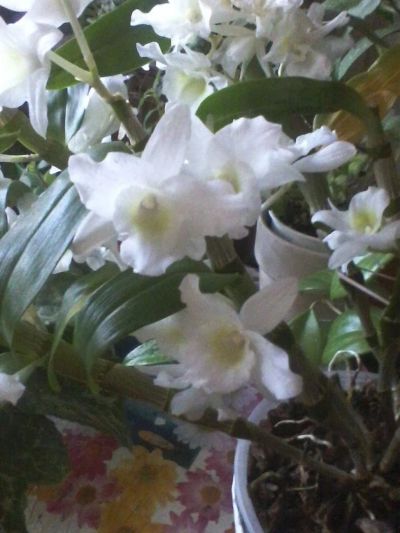 Лот: 10968938. Фото: 1. Орхидея Дендробиум Нобиле. Горшечные растения и комнатные цветы