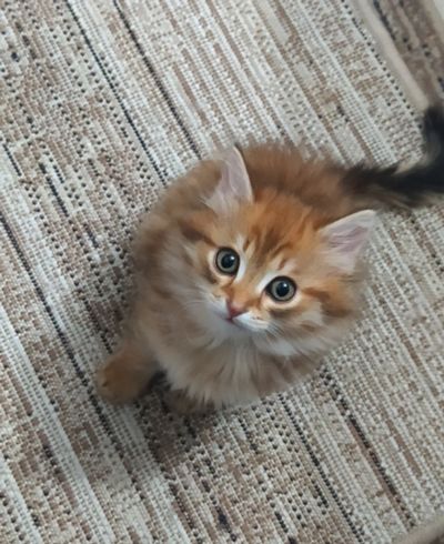 Лот: 25125375. Фото: 1. Рыжий котёнок. Кошки, котята