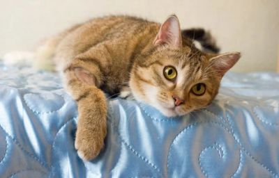 Лот: 7311753. Фото: 1. Красавица Маруся- похитительница... Кошки, котята