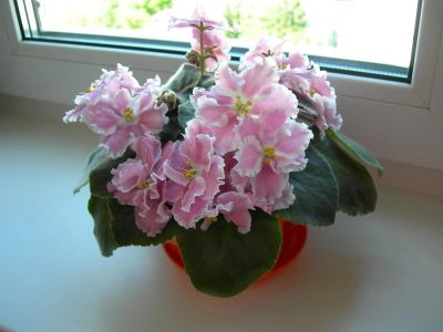 Лот: 3450840. Фото: 1. Фиалка "Розовая акварель". Горшечные растения и комнатные цветы