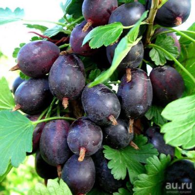 Лот: 13718973. Фото: 1. Крыжовник черный. Ягоды