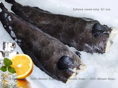 Лот: 9325634. Фото: 1. Рыба зубатка синяя. Икра, рыба, морепродукты