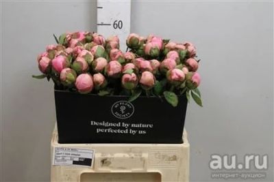 Лот: 13771154. Фото: 1. Пион розовый. Свежие цветы
