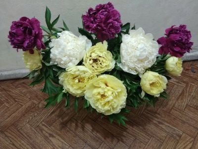 Лот: 13955405. Фото: 1. Пионы срезка цветы для букета. Садовые цветы