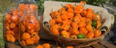 Лот: 2639613. Фото: 1. Семена очень острого перца Habanero... Другое (семена, рассада, садовые растения)