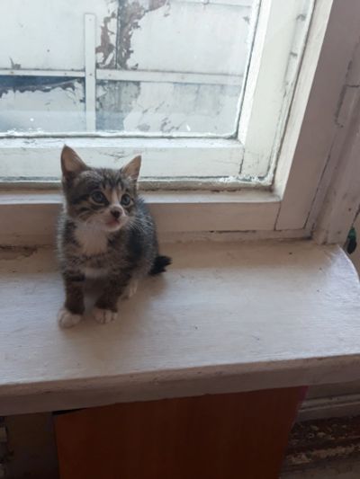 Лот: 14544181. Фото: 1. Котенок. Кошки, котята