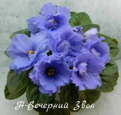 Лот: 6149383. Фото: 1. Минифиалка сортовая Н-Вечерний... Горшечные растения и комнатные цветы