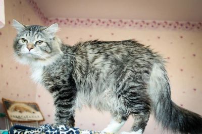 Лот: 7311764. Фото: 1. Котик Колобок ищет свою замечательную... Кошки, котята