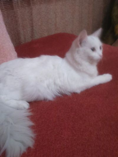 Лот: 8582092. Фото: 1. Найден белый кот в Первомайском... Кошки, котята