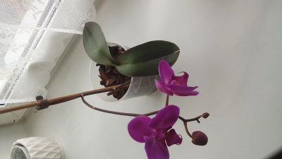 Лот: 19846518. Фото: 1. Орхидея цветет сейчас декабрь... Горшечные растения и комнатные цветы