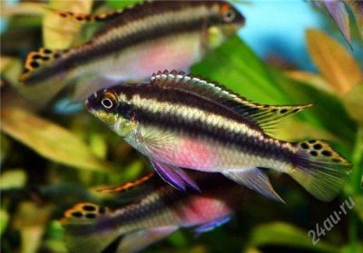 Лот: 2568718. Фото: 1. Рыбки Пельвикахромис (Pelvicachromis... Рыбки