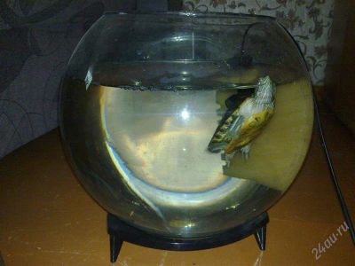 Лот: 1014710. Фото: 1. красноухая черепаха. Другое (аквариумистика)