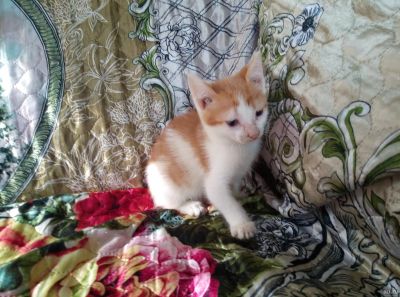 Лот: 13830409. Фото: 1. Котенок бело-рыжий. Кошки, котята